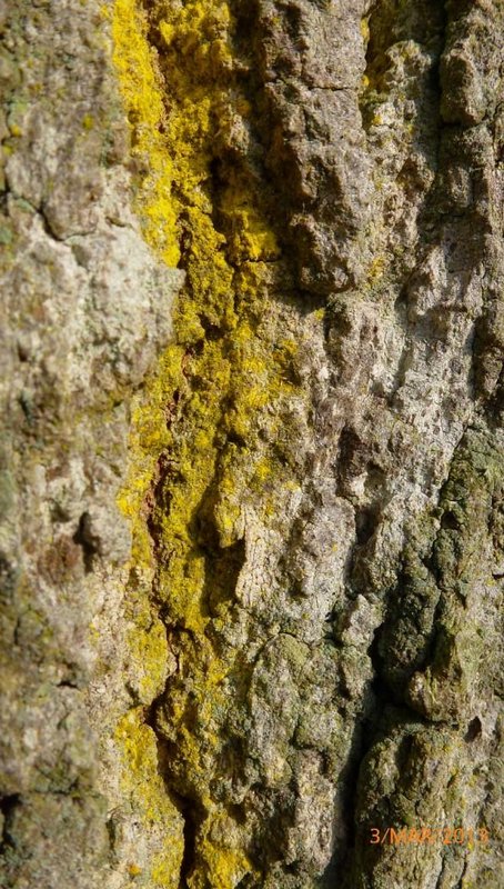 Lichens forestiers 3.3.2013 059